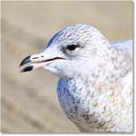HerringGull_ChincoNWR_2025Nov_R5C05965