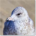 HerringGull_ChincoNWR_2025Nov_R5C05971