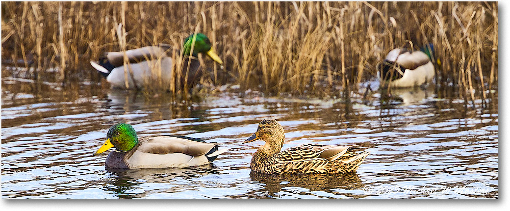Mallard_ChincoNWR_2025Nov_R5C05444