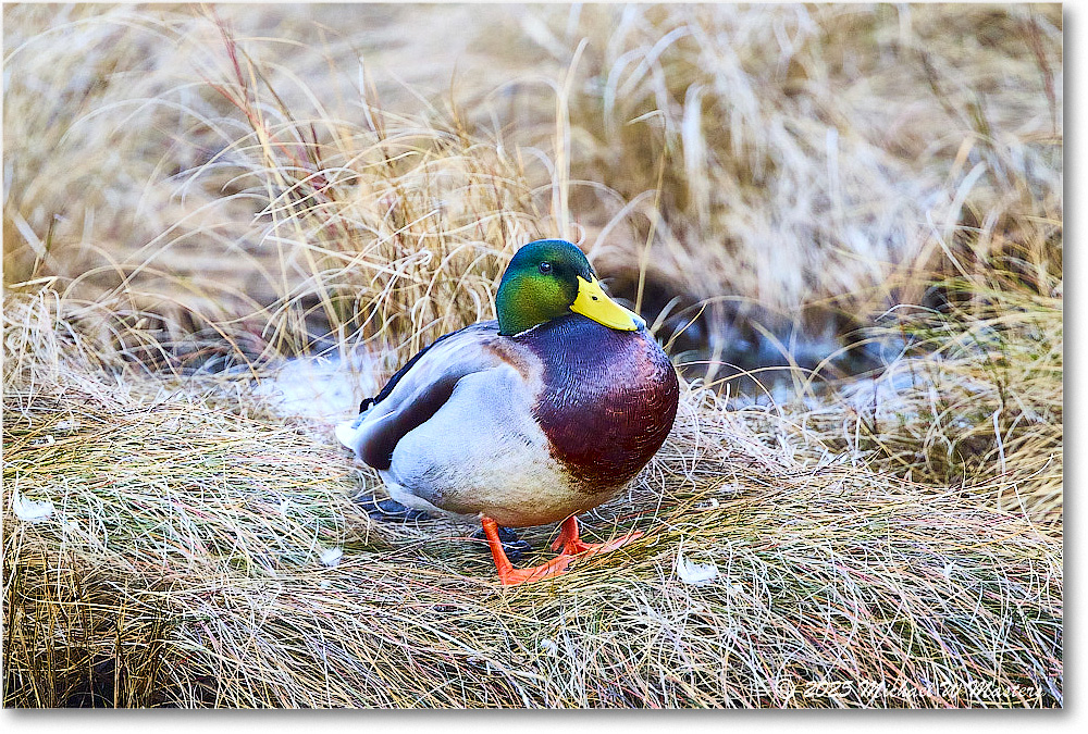 Mallard_ChincoNWR_2025Nov_R5C05457