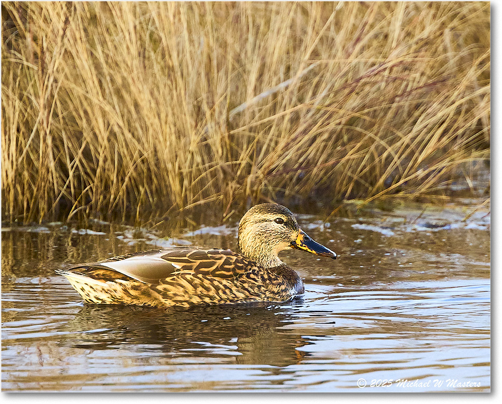 Mallard_ChincoNWR_2025Nov_R5C05465
