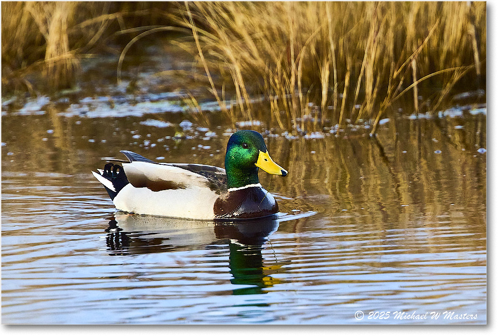 Mallard_ChincoNWR_2025Nov_R5C05476
