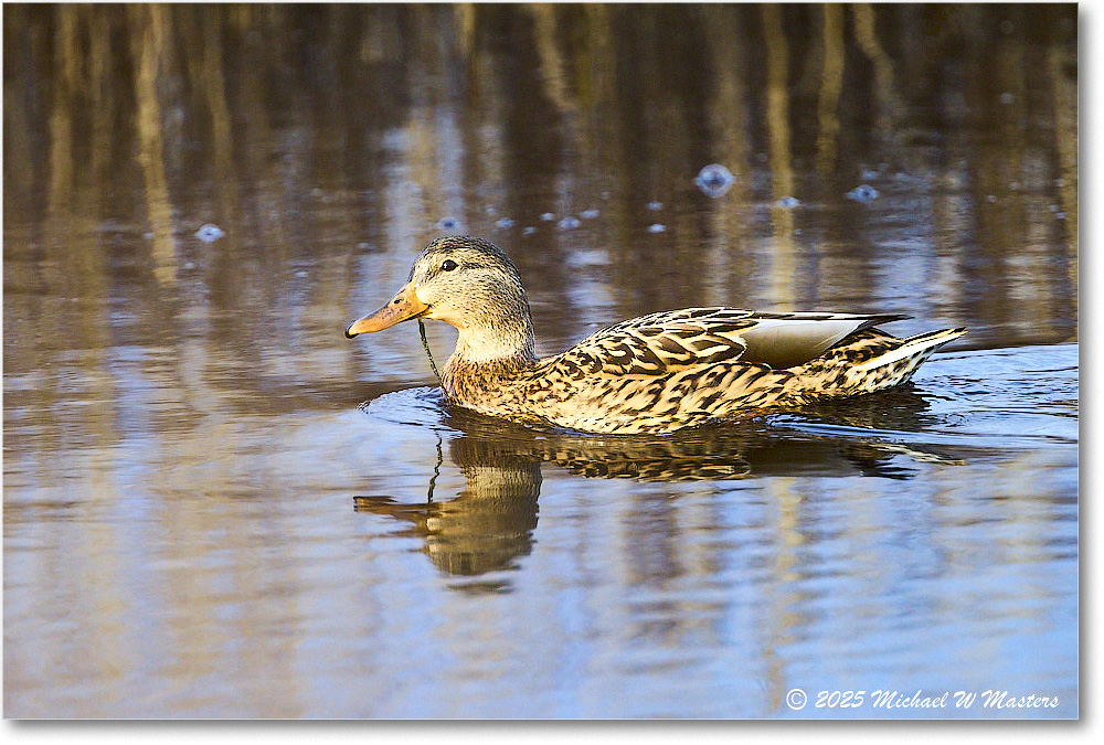Mallard_ChincoNWR_2025Nov_R5C05489