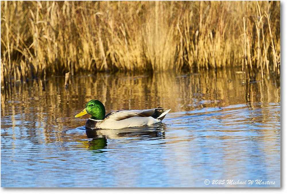 Mallard_ChincoNWR_2025Nov_R5C05694