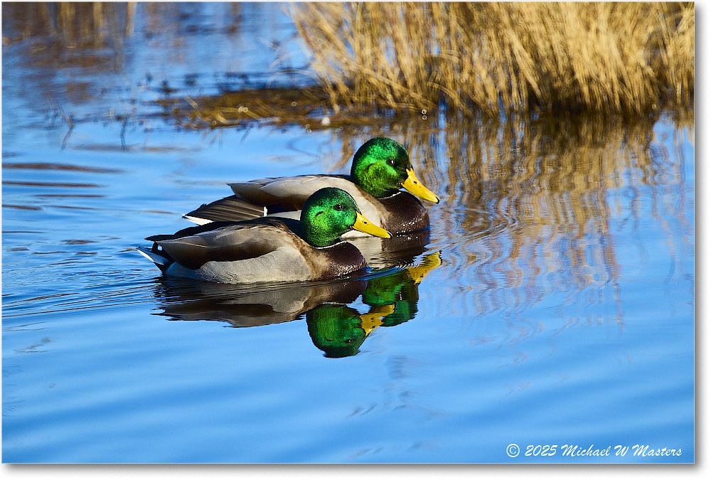 Mallard_ChincoNWR_2025Nov_R5C05710