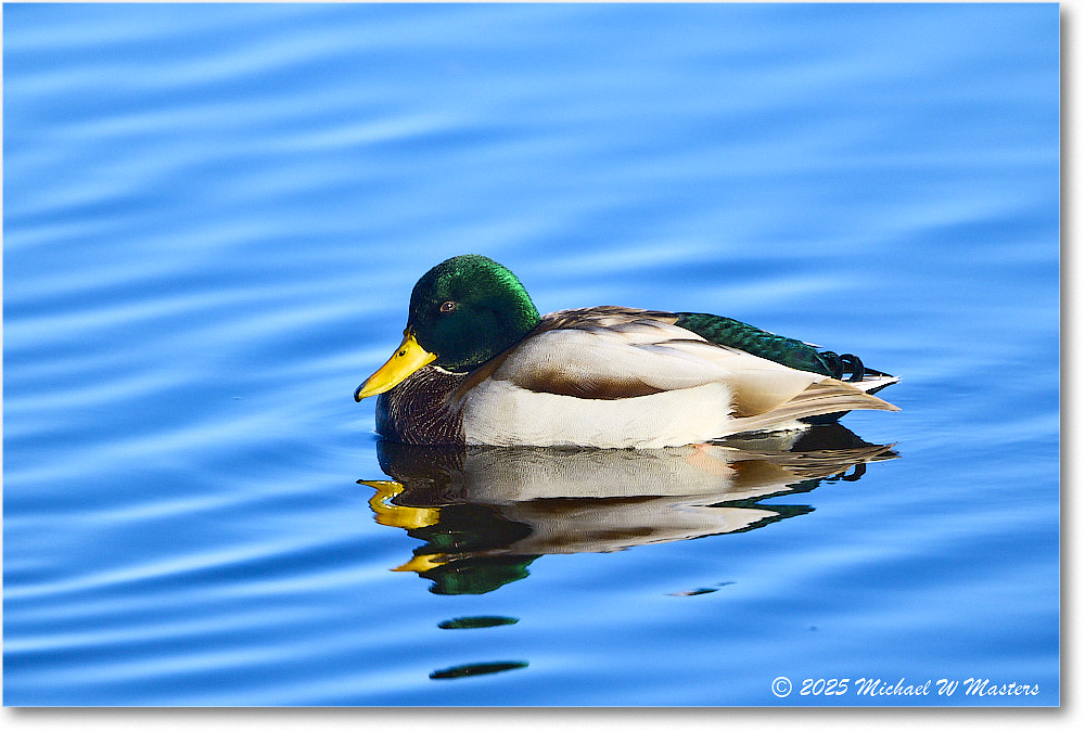 Mallard_ChincoNWR_2025Nov_R5C05721