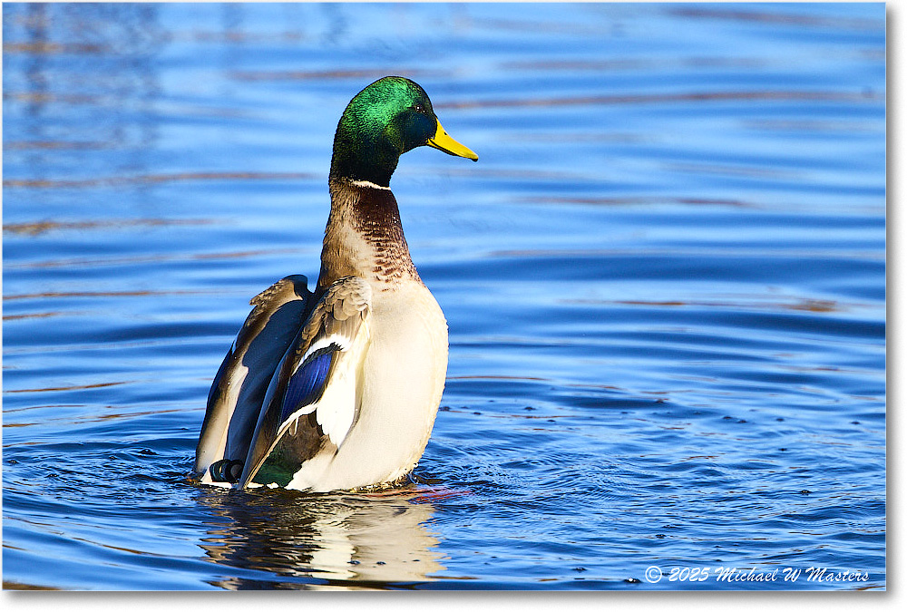 Mallard_ChincoNWR_2025Nov_R5C05727