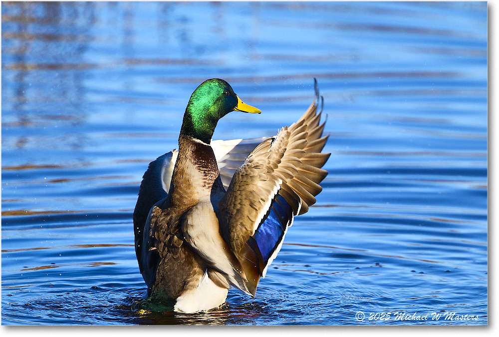Mallard_ChincoNWR_2025Nov_R5C05728