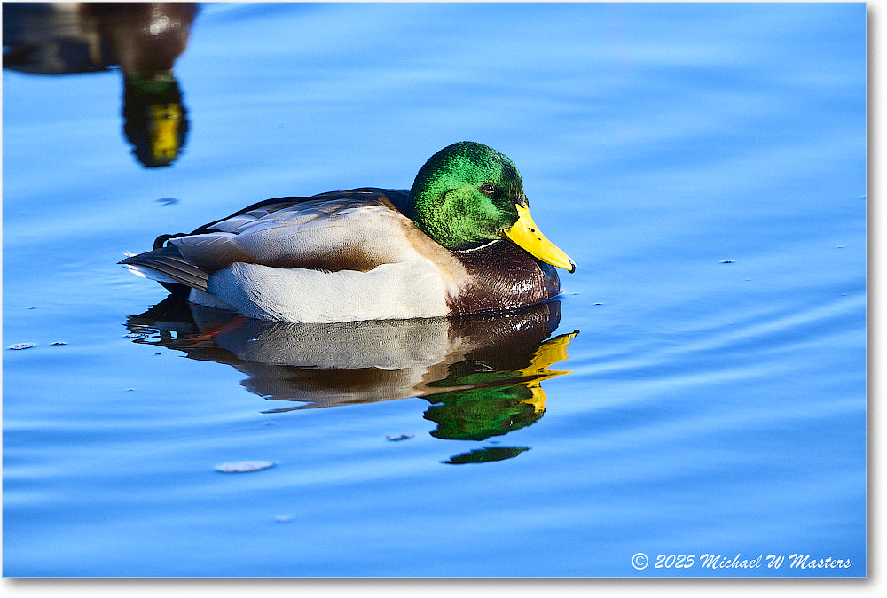 Mallard_ChincoNWR_2025Nov_R5C05739