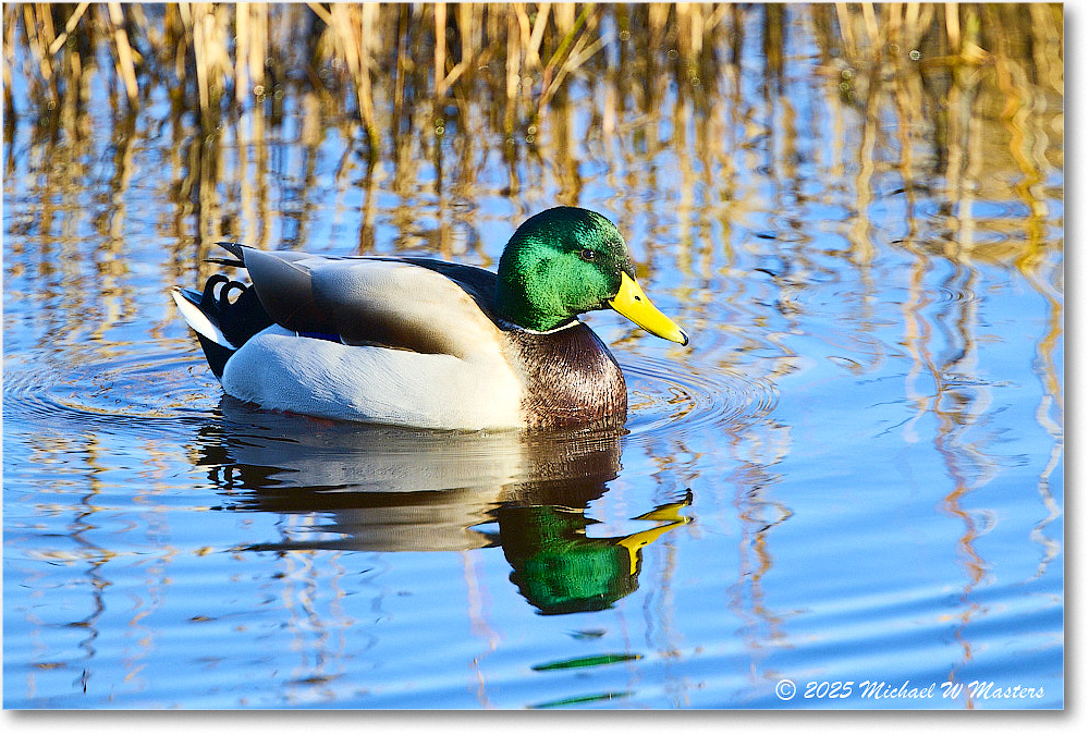 Mallard_ChincoNWR_2025Nov_R5C05743