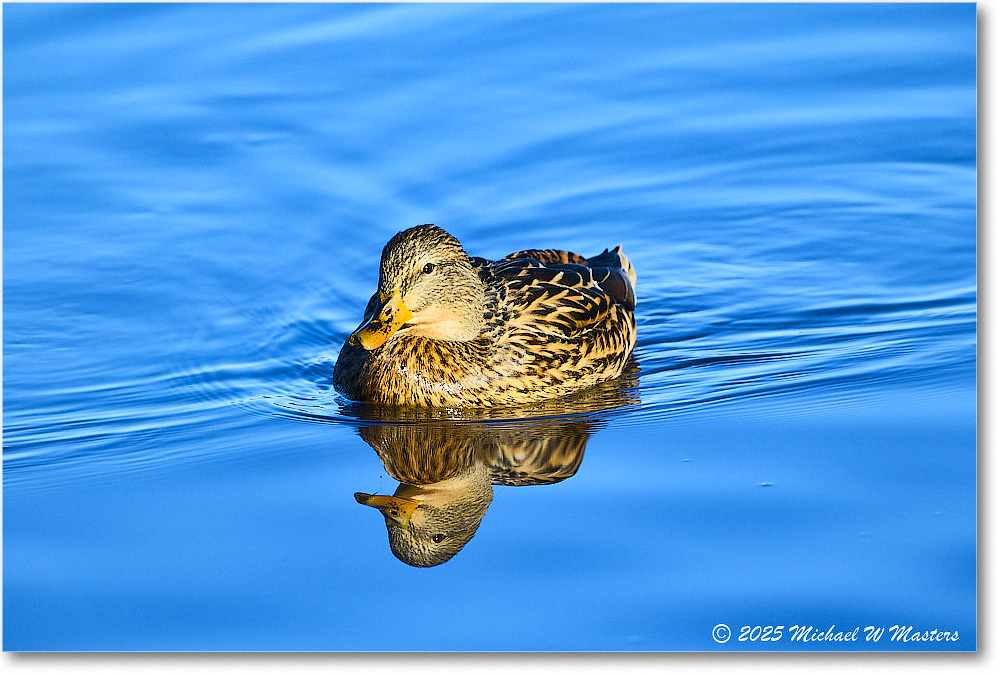 Mallard_ChincoNWR_2025Nov_R5C05765