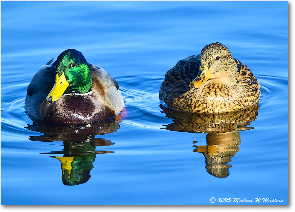 Mallard_ChincoNWR_2025Nov_R5C05768