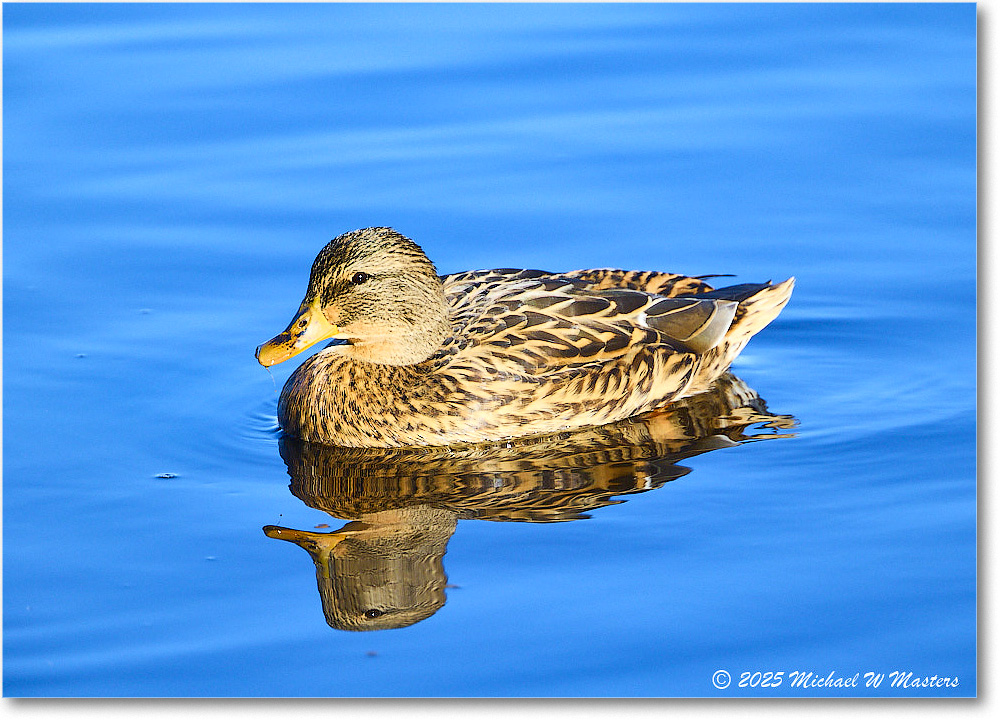 Mallard_ChincoNWR_2025Nov_R5C05771