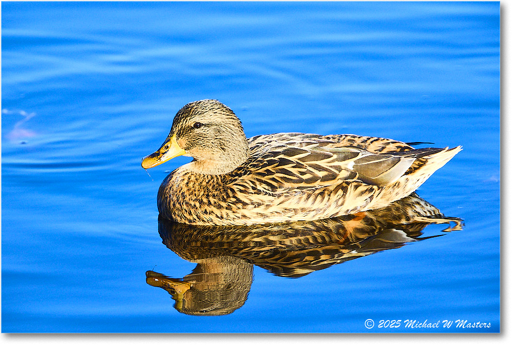 Mallard_ChincoNWR_2025Nov_R5C05782
