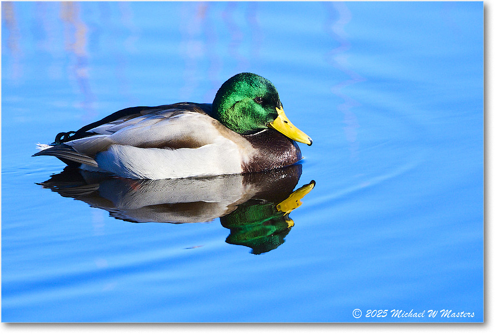 Mallard_ChincoNWR_2025Nov_R5C05801