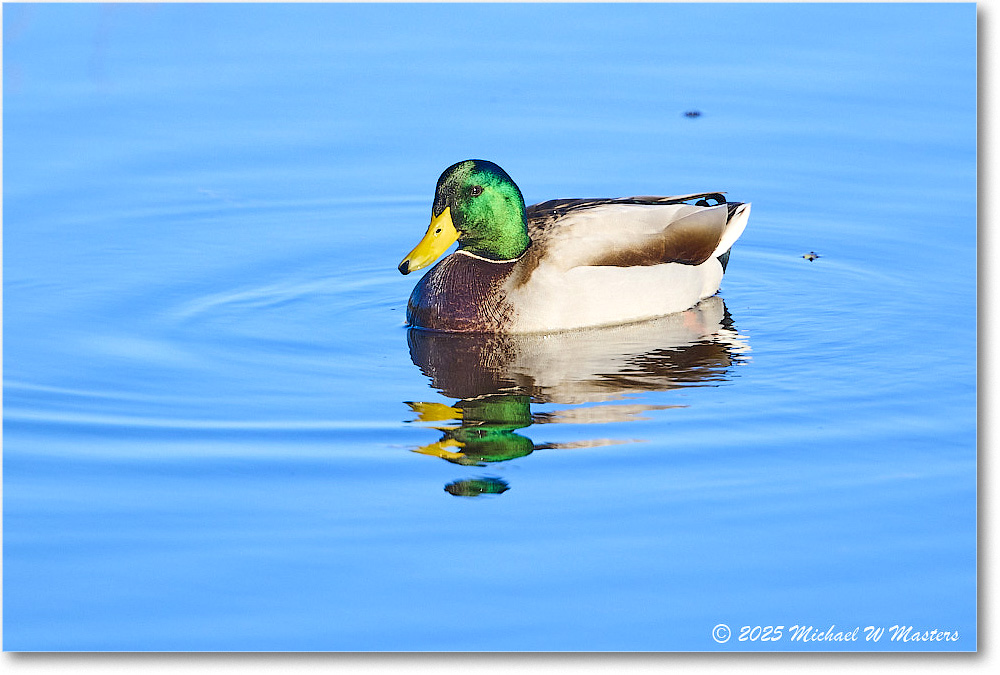 Mallard_ChincoNWR_2025Nov_R5C05830