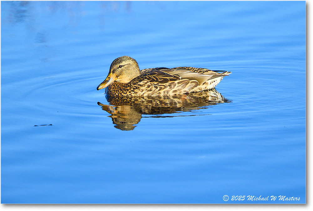 Mallard_ChincoNWR_2025Nov_R5C05837