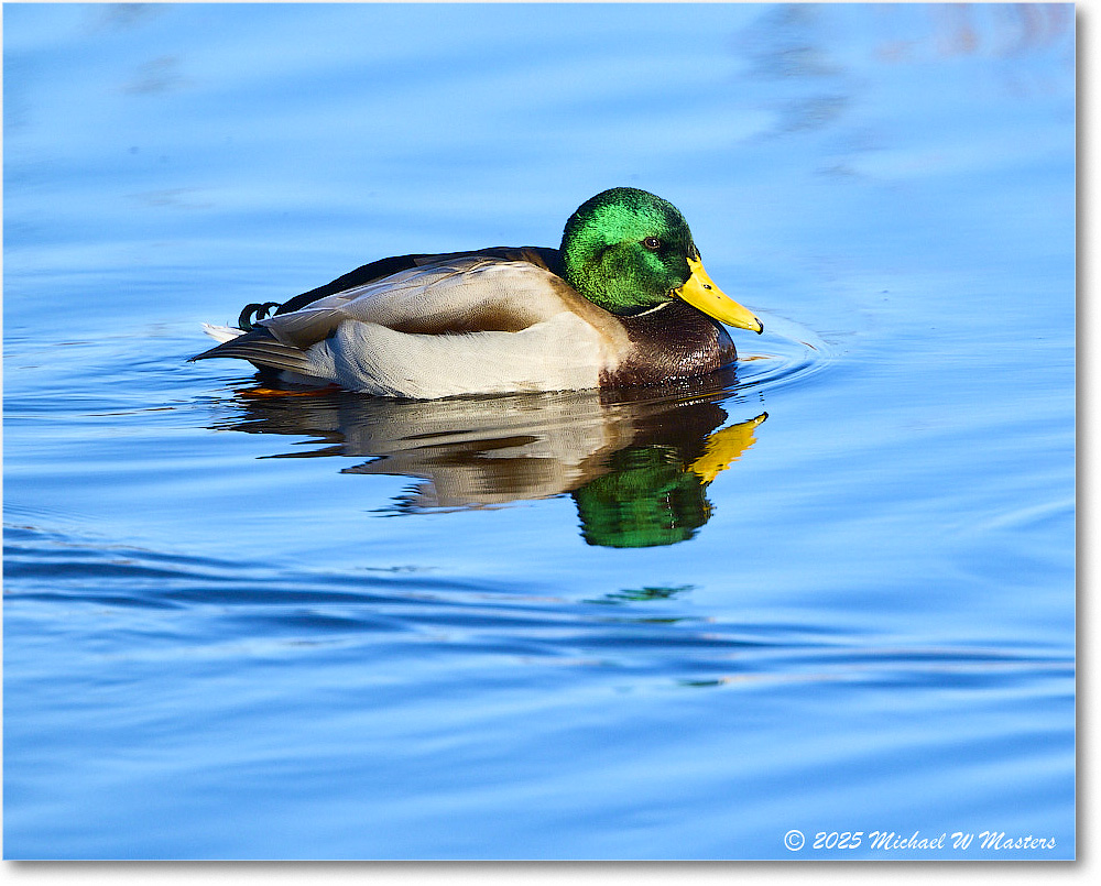 Mallard_ChincoNWR_2025Nov_R5C05846
