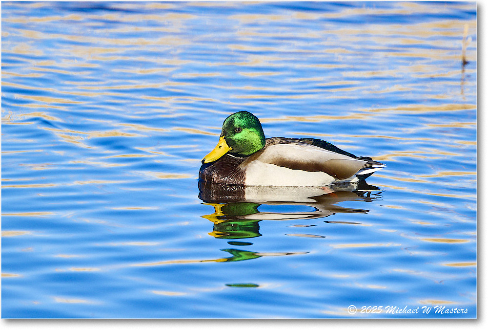 Mallard_ChincoNWR_2025Nov_R5C06055