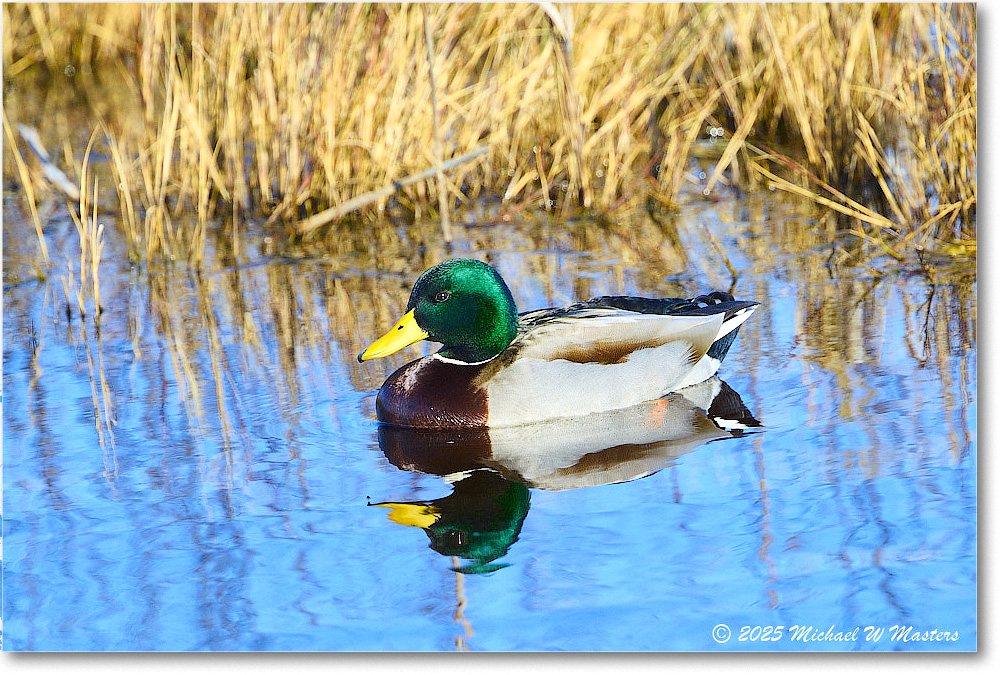 Mallard_ChincoNWR_2025Nov_R5C06162