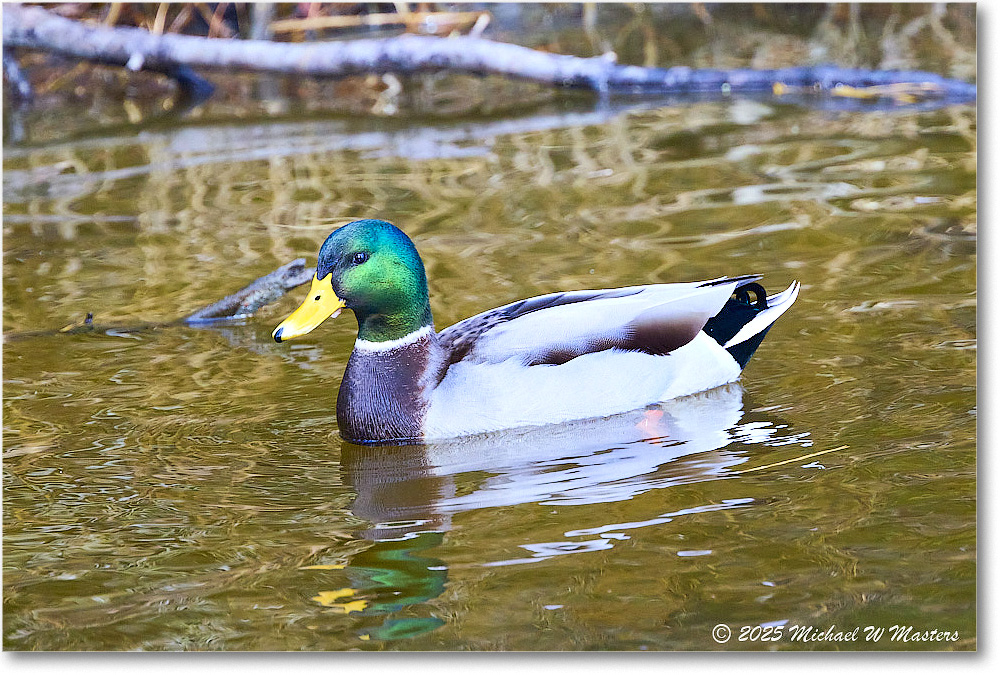 Mallard_ChincoNWR_2025Nov_R5C06240