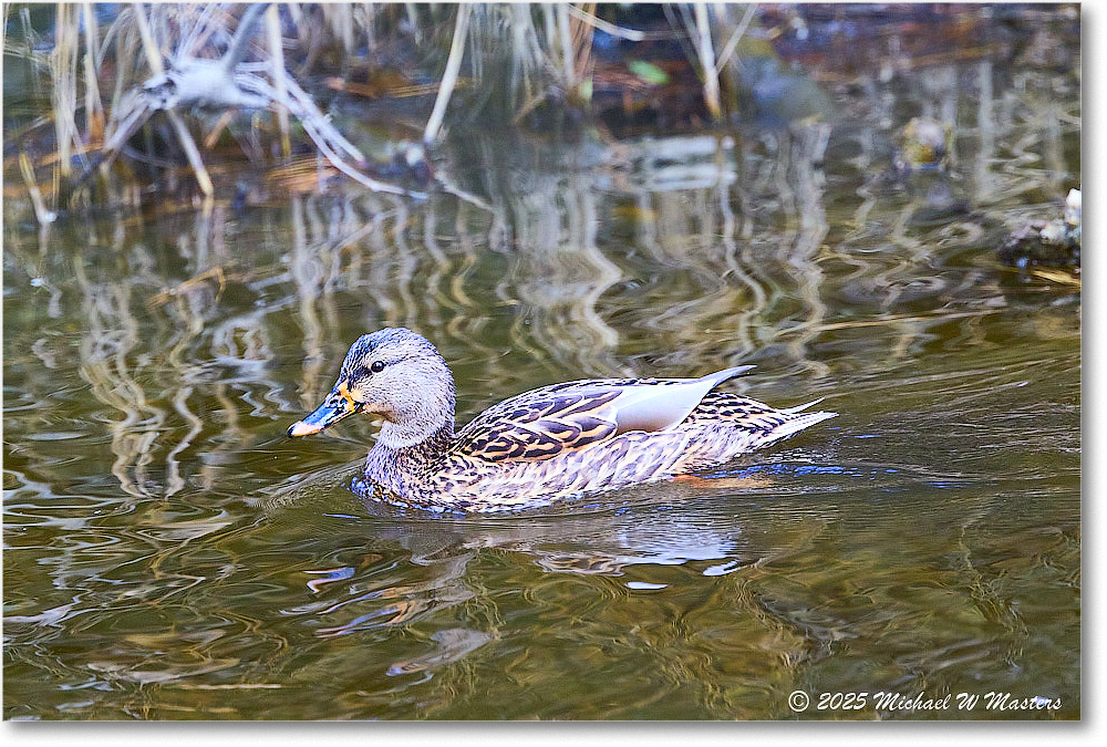 Mallard_ChincoNWR_2025Nov_R5C06247