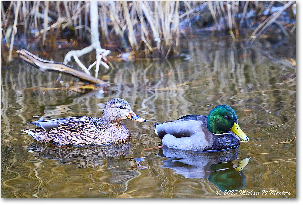 Mallard_ChincoNWR_2025Nov_R5C06253
