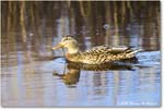 Mallard_ChincoNWR_2025Nov_R5C05489