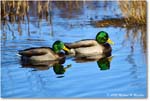 Mallard_ChincoNWR_2025Nov_R5C05709