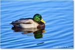Mallard_ChincoNWR_2025Nov_R5C05723