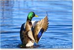Mallard_ChincoNWR_2025Nov_R5C05728