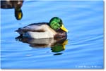 Mallard_ChincoNWR_2025Nov_R5C05739