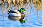 Mallard_ChincoNWR_2025Nov_R5C05743