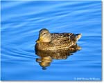 Mallard_ChincoNWR_2025Nov_R5C05762