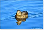 Mallard_ChincoNWR_2025Nov_R5C05765