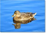 Mallard_ChincoNWR_2025Nov_R5C05771