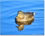 Mallard_ChincoNWR_2025Nov_R5C05772