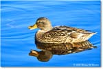 Mallard_ChincoNWR_2025Nov_R5C05783