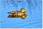 Mallard_ChincoNWR_2025Nov_R5C05789
