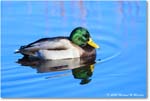 Mallard_ChincoNWR_2025Nov_R5C05800