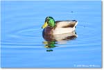 Mallard_ChincoNWR_2025Nov_R5C05830