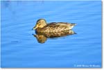 Mallard_ChincoNWR_2025Nov_R5C05837