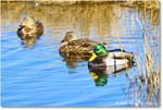 Mallard_ChincoNWR_2025Nov_R5C06067