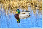 Mallard_ChincoNWR_2025Nov_R5C06160