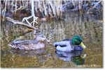 Mallard_ChincoNWR_2025Nov_R5C06253