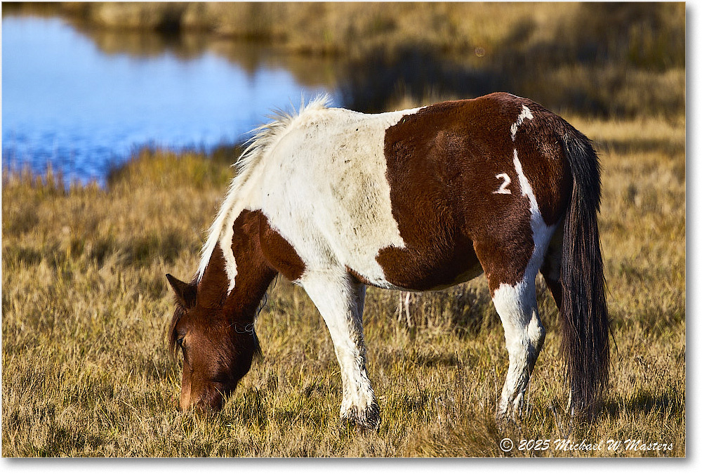 Pony_ChincoNWR_2025Nov_R5C05890