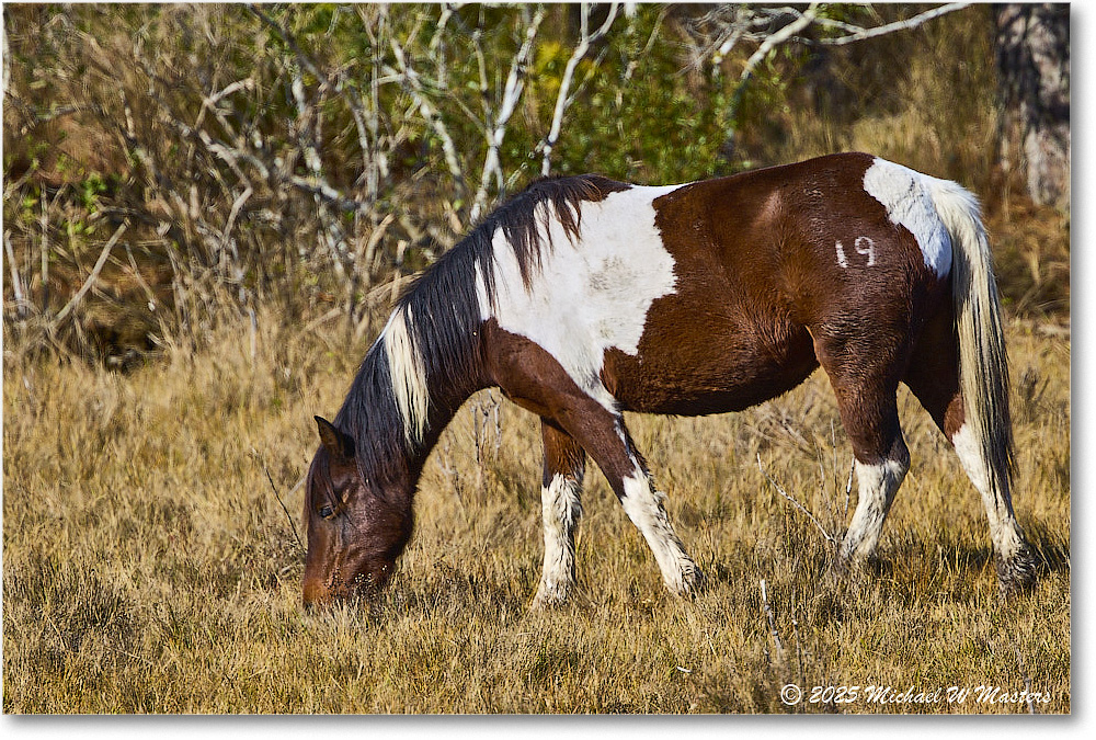 Pony_ChincoNWR_2025Nov_R5C06045