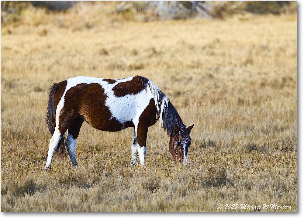 Pony_ChincoNWR_2025Nov_R5C06207