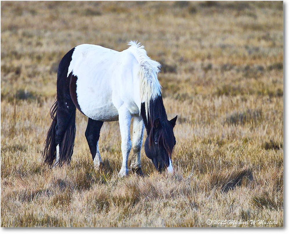 Pony_ChincoNWR_2025Nov_R5C06227