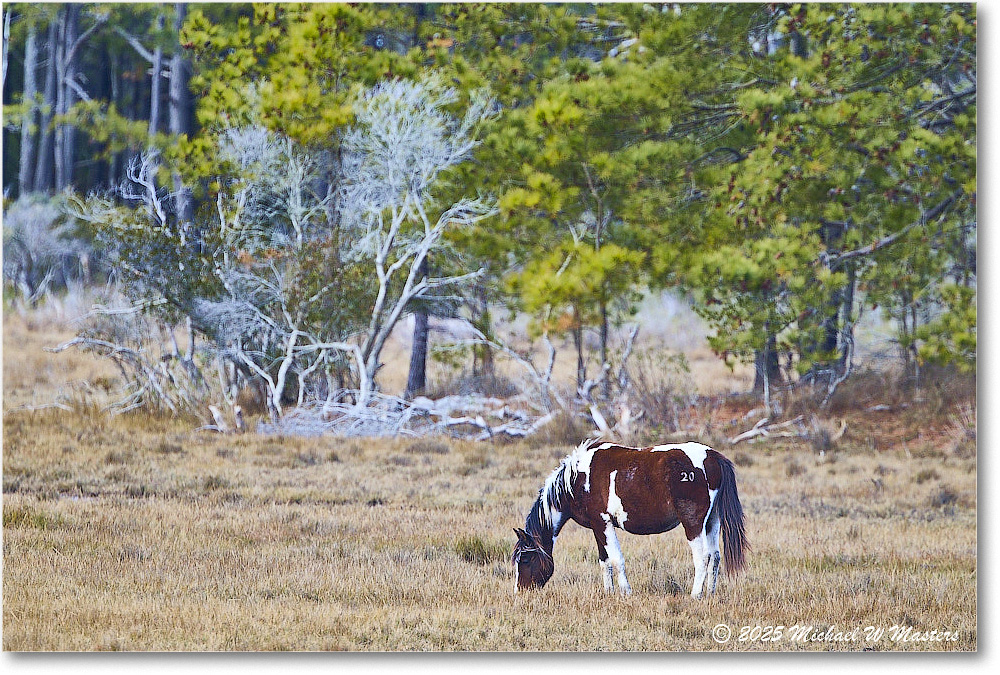 Pony_ChincoNWR_2025Nov_R5C06261